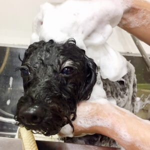 シャンプートイプー