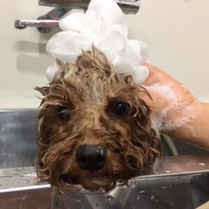 シャンプートイプー