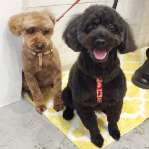 仕上がりトイプー