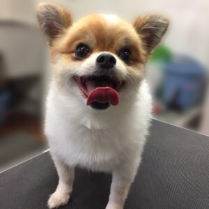 よろしくミックス