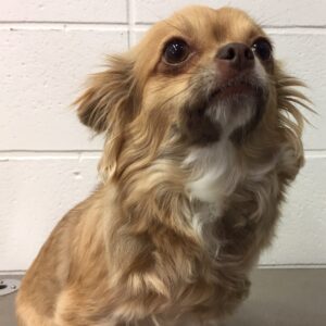 よろしくチワワ