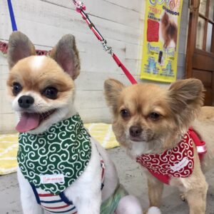 仕上がりミックス&チワワ