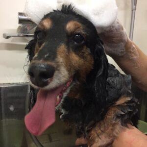 シャンプーダックス