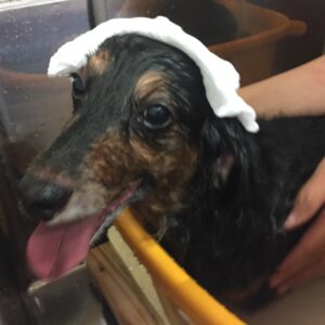 お風呂ダックス