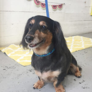 仕上がりダックス