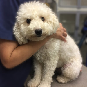 よろしくトイプー