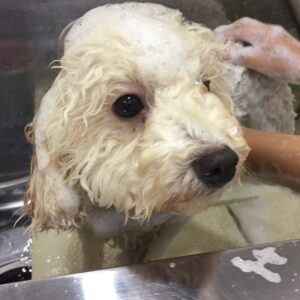 シャンプートイプー