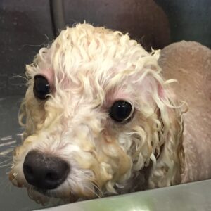 お風呂トイプー