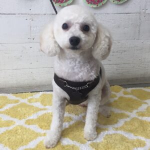 仕上がりトイプー