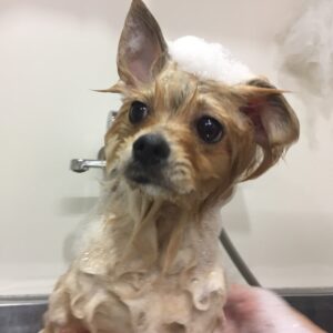 シャンプーポメ