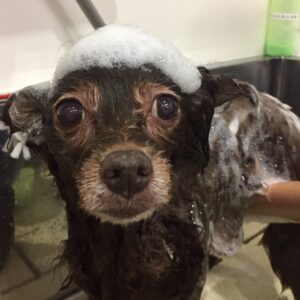 よろしくミックス