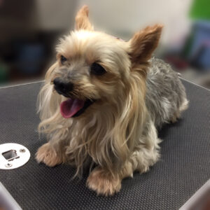 よろしくヨーキー