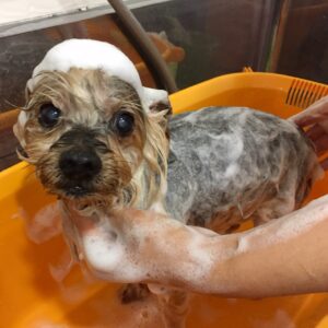 シャンプーヨーキー　