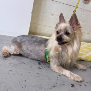 仕上がりヨーキー