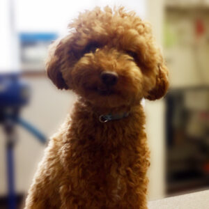 よろしくトイプー