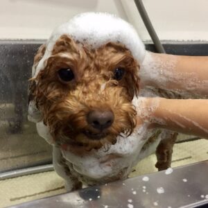 シャンプートイプー