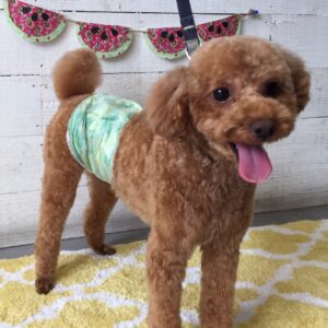 仕上がりトイプー