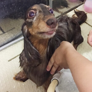 シャンプーダックス