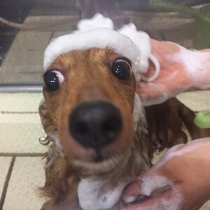 シャンプーダックス