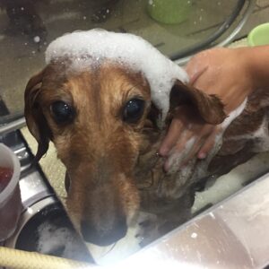 シャンプーダックス