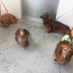 仕上がりダックス