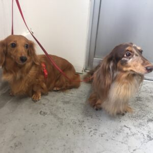 仕上がりダックス