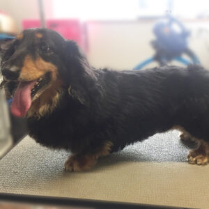 よろしくダックス