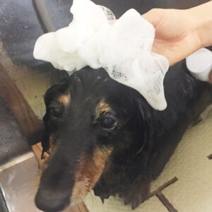 シャンプーダックス