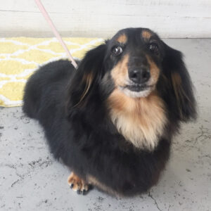 仕上がりダックス