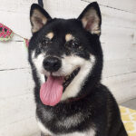 カールちゃんアイキャッチ