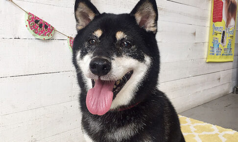 カールちゃんアイキャッチ