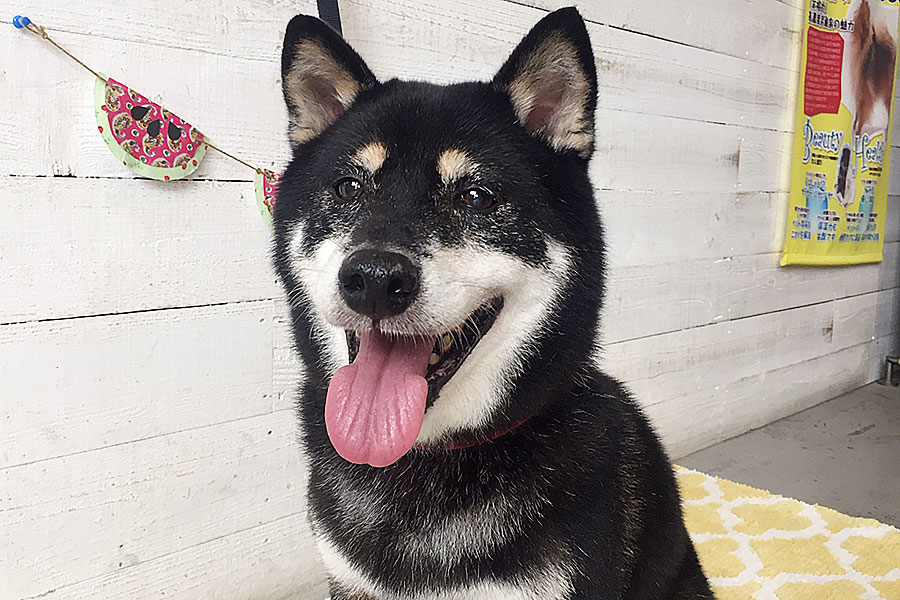 カールちゃんアイキャッチ