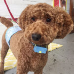 バルちゃんアイキャッチ