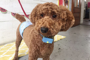 バルちゃんアイキャッチ