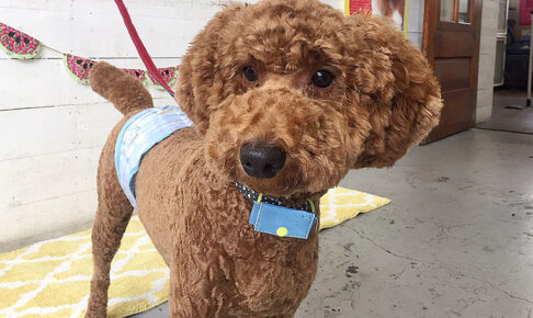 バルちゃんアイキャッチ