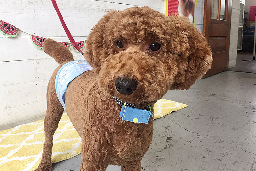 バルちゃんアイキャッチ