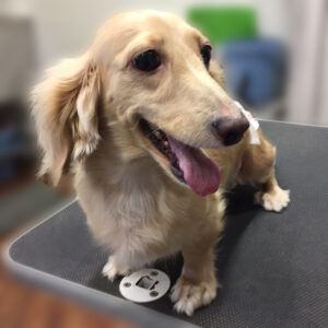 よろしくダックス