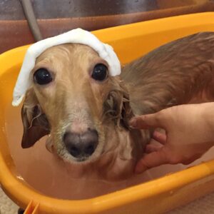 お風呂ダックス
