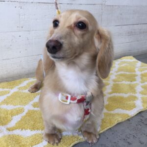 仕上がりダックス