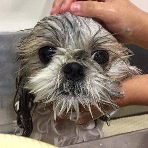 シャンプーシーズー