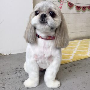 仕上がりシーズー