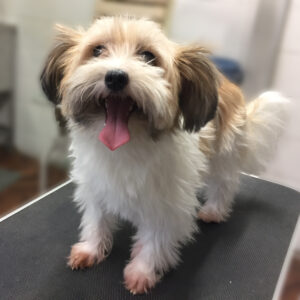 よろしくミックス