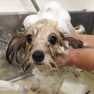 シャンプーミックス