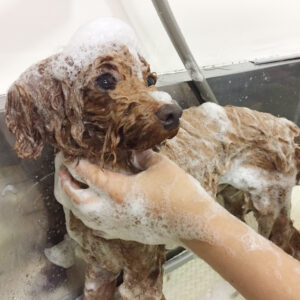 シャンプートイプー