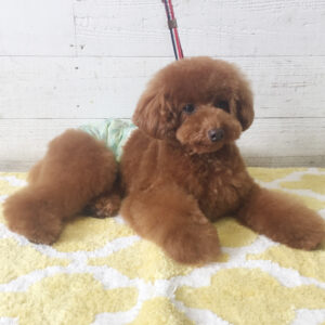 仕上がりトイプー