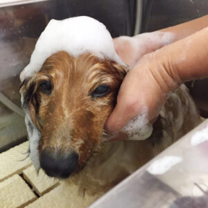 シャンプーダックス