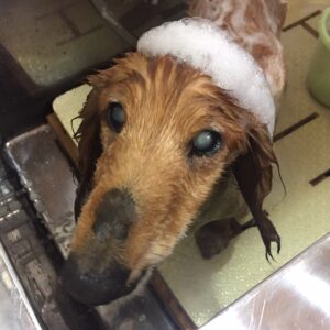 シャンプーダックス