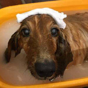 お風呂ダックス