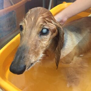 お風呂ダックス