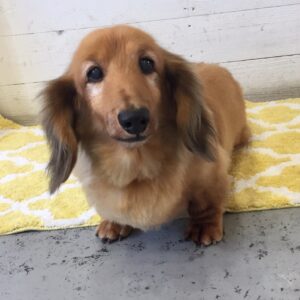 仕上がりダックス